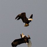 10SB8302 American Bald Eagles